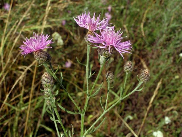 Chrpa latnatá (Centaurea stoebe L.)