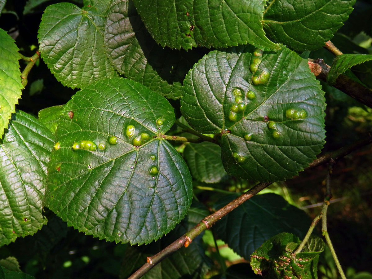 Hálky bejlomorky lipové (Didymomyia reaumuriana)