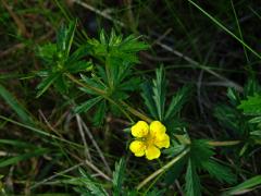 Mochna nátržník (Potentilla erecta (L.) Rauschel) s pětičetným květem (9)