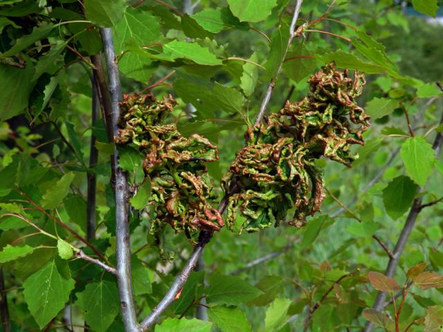 Hálky vlnovníka osikového (Aceria dispar), topol osika