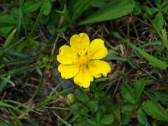 Mochna plazivá (Potentilla reptans L.) s šestičetným květem (9)