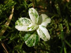 Brusnice brusinka (Vaccinium vitis-idaea L.) s panašovanými listy (3b)