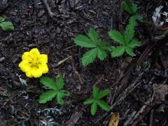 Mochna plazivá (Potentilla reptans L.) se sedmičetným květem (4a)