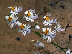 Klanokvět (Schizanthus Ruiz & Pav.) 