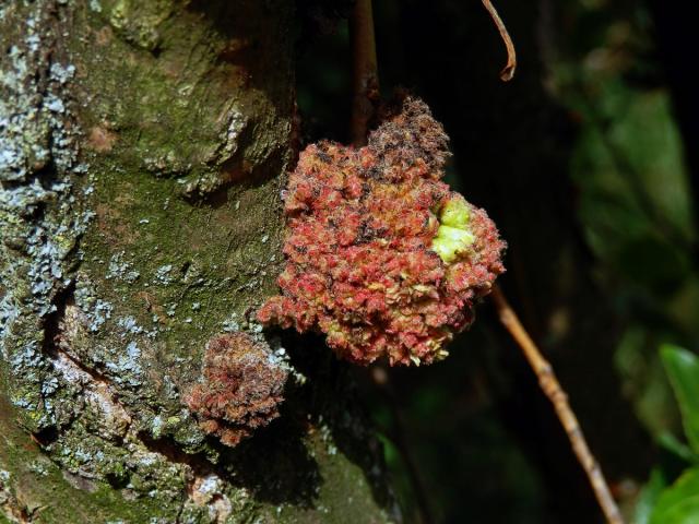 Hálky vlnovníka topolového (Aceria populi), topol černý