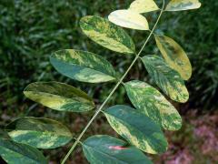 Trnovník akát (Robinia pseudoacacia L.) s panašovanými listy