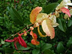 Kdoulovec ozdobný (Chaenomeles speciosa (Sweet) Nakai) - větvička s listy bez chlorofylu (2b)