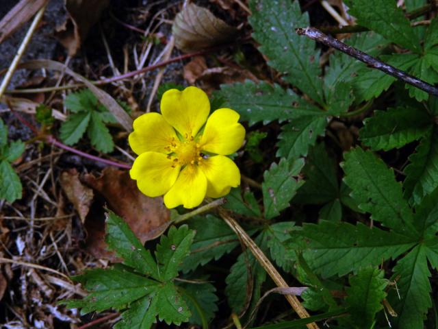 Mochna plazivá (Potentilla reptans L.) s šestičetným květem (11)