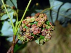 Hálky vlnovníka čtyřnohého (Vasates quadripedes); javor stříbrný