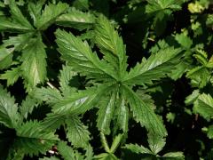 Mochna plazivá (Potentilla reptans L.), sedmičetný list (10)