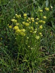 Proliferace prasetníku kořenatého (Hypochaeris radicata L.)