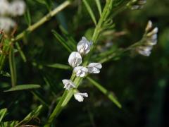 Vikev chlupatá (Vicia hirsuta (L.) S. F. Gray)