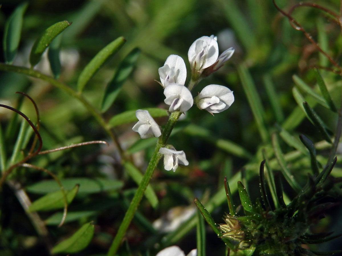 Vikev chlupatá (Vicia hirsuta (L.) S. F. Gray)