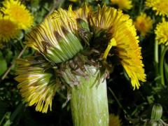 Smetánka lékařská (Taraxacum officinale L.) - fasciace stonku (1)