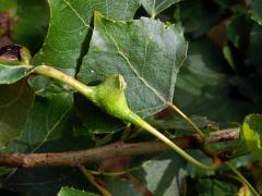 Hálky dutilky (Pemphigus bursarius); topol černý