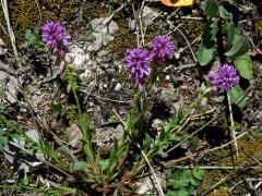 Vítod chocholatý (Polygala comosa Schkuhr)       