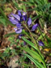 Vítod chocholatý (Polygala comosa Schkuhr)