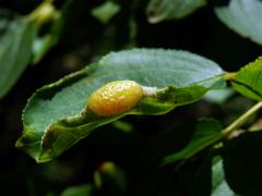 Hálky polokřídlého hmyzu Trichochermes walkeri na řešetláku počistivém (Rhamnus cathartica L.)