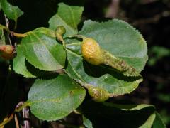 Hálky polokřídlého hmyzu Trichochermes walkeri na řešetláku počistivém (Rhamnus cathartica L.)