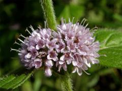 Máta rolní (Mentha arvensis L.)