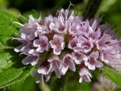 Máta rolní (Mentha arvensis L.)