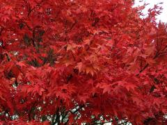 Javor dlanitolistý (Acer palmatum Thunb.)