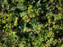 Kontryhel tupý (Alchemilla obtusa Buser)