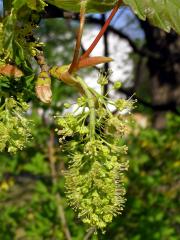 Javor klen (Acer pseudoplatanus L.)