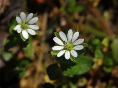 Ptačinec prostřední (žabinec) (Stellaria media (L.) Vill.)