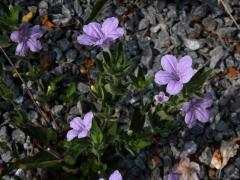 Ruellia humilis Nutt.