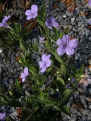 Ruellia humilis Nutt.