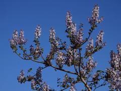 Pavlovnie plstnatá (Paulownia tomentosa (Thunb.) Steud.)