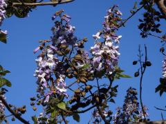 Pavlovnie plstnatá (Paulownia tomentosa (Thunb.) Steud.)