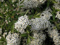 Tavolník (Spiraea arguta Hoffmanns.)   