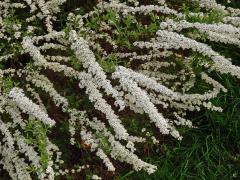 Tavolník (Spiraea arguta Hoffmanns.)