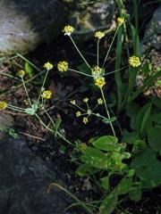 Prorostlík dlouholistý (Bupleurum longifolium L.)