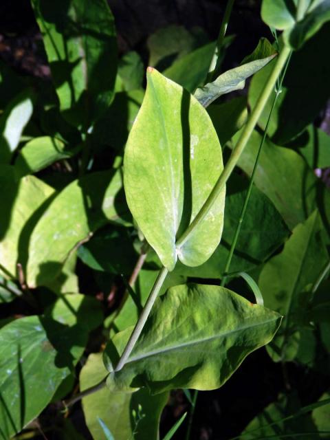 Prorostlík dlouholistý (Bupleurum longifolium L.)