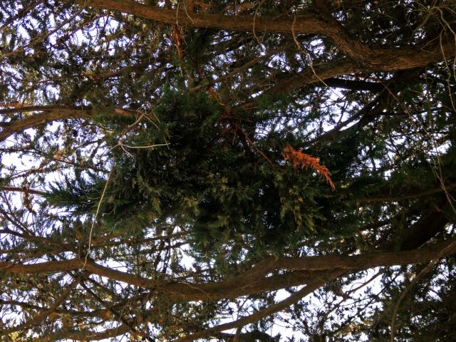 Čarověník na cypřiši (Cupressus macrocarpa Hartw. ex Gordon) (1a)