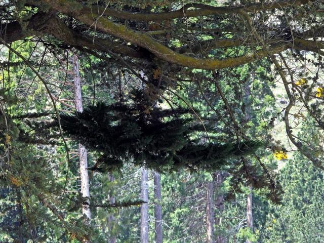 Čarověník na cypřiši (Cupressus macrocarpa Hartw. ex Gordon) (1b)