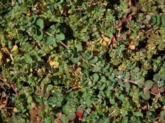 Chamaesyce serpens (Kunth) Small