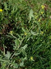 Hulevník (Sisymbrium L.)