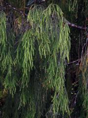 Dacrydium cupressinum Sol. ex Lamb.