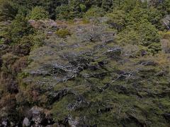 Fuscospora cliffortioides (Hook. f.) Heenan & Smissen