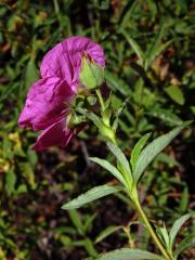 Cist (Cistus × purpureus Lam.)