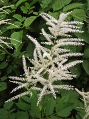 Udatna lesní (Aruncus vulgaris Rafin.)