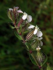 Silenka galská (Silene gallica L.)