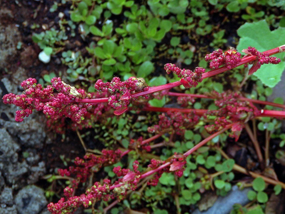 Merlík slanomilný (Chenopodium chenopodioides (L.) Aellenh)