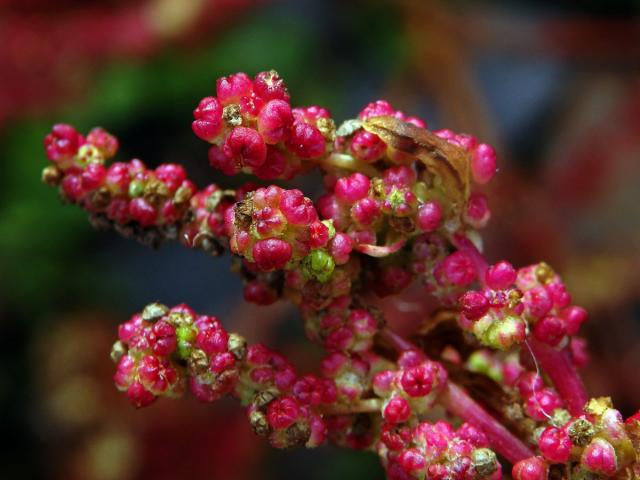 Merlík slanomilný (Chenopodium chenopodioides (L.) Aellen)