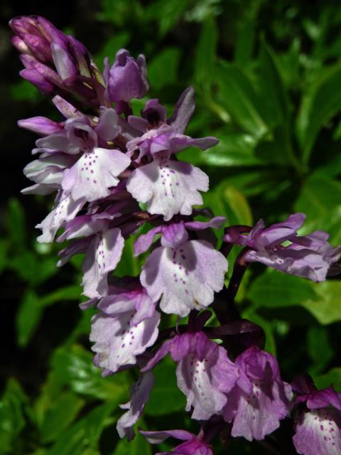 Vstavač (Orchis scopulorum Summerh.)