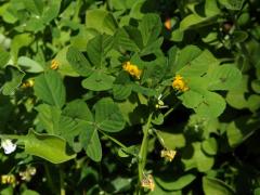 Tolica arabská (Medicago arabica (L.) Huds.)